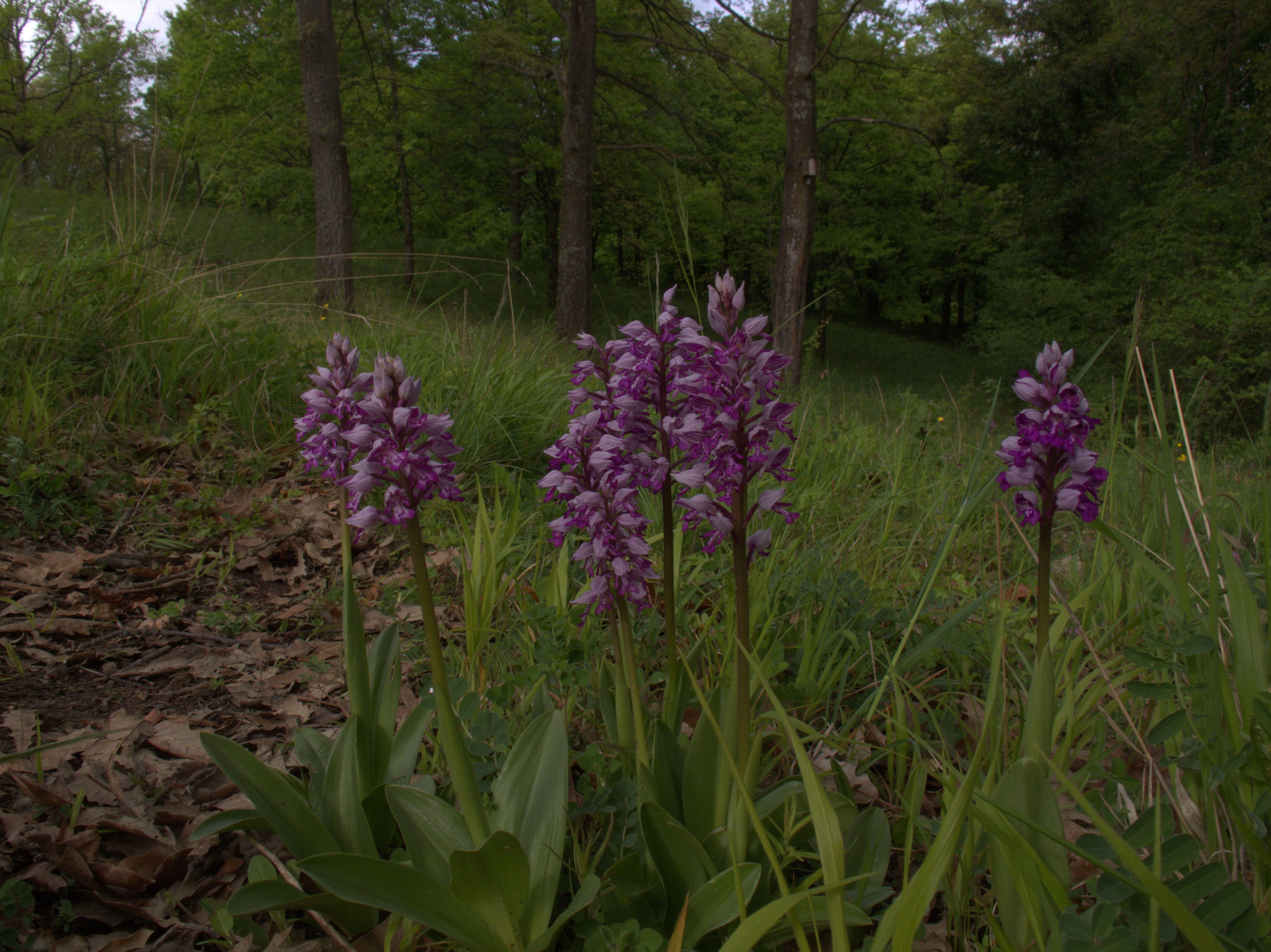 Orchideen im Liliental